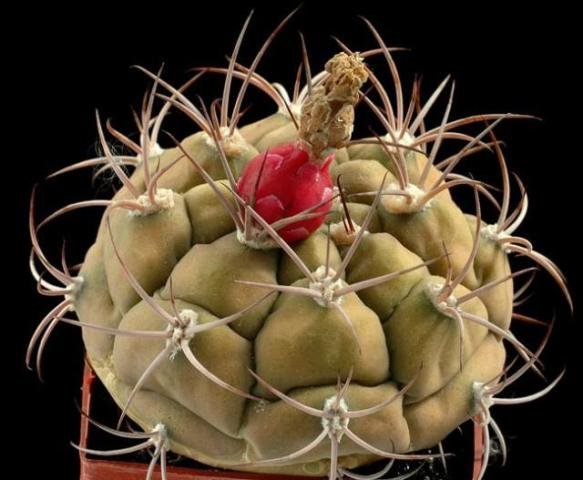 Gymnocalycium_marquezii
